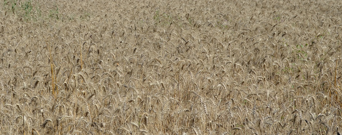 No s'ha trobat l'arxiu